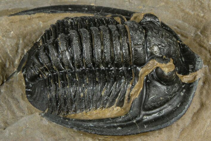 Diademaproetus Trilobite - Foum Zguid, Morocco #368619